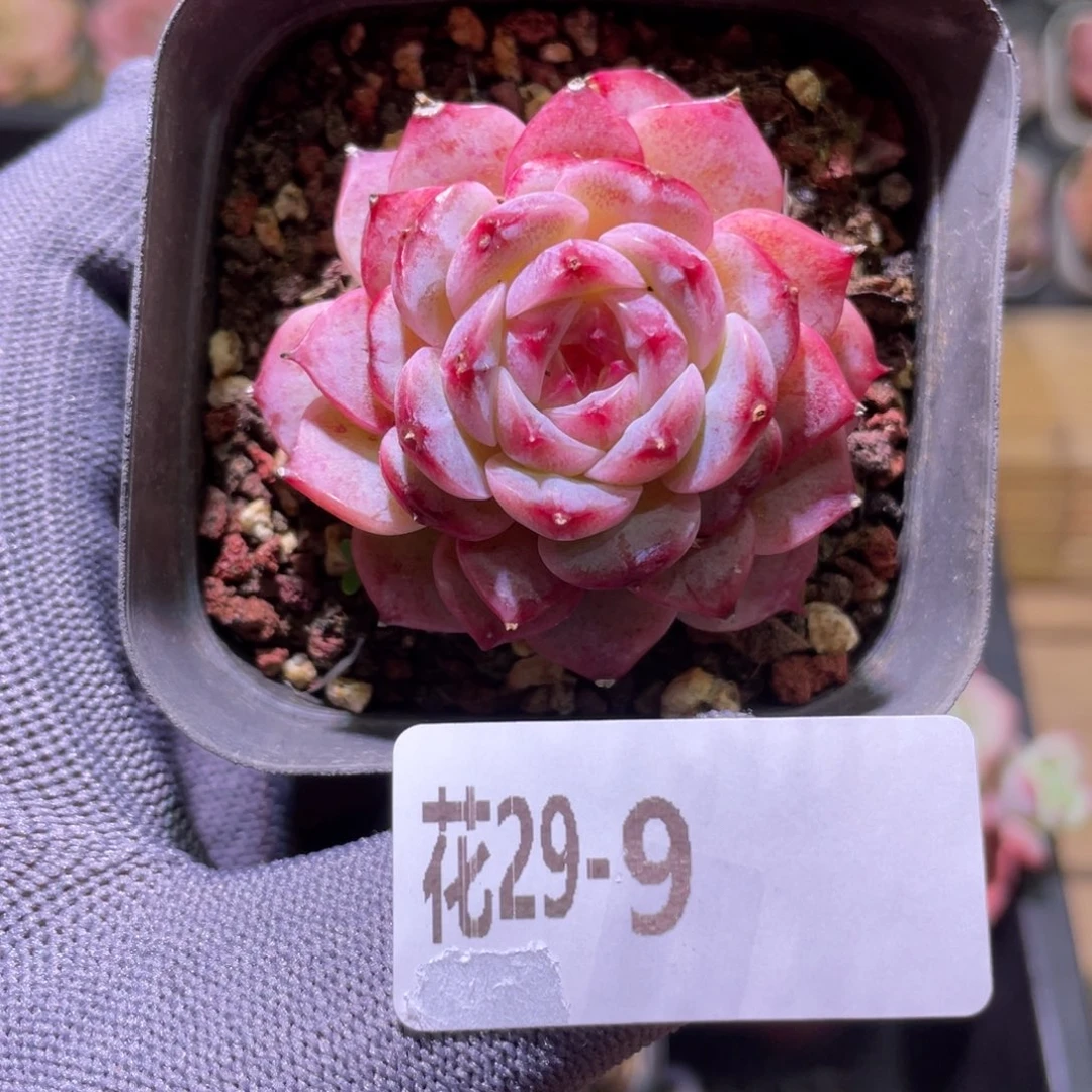 花利美29-9天鹅绒