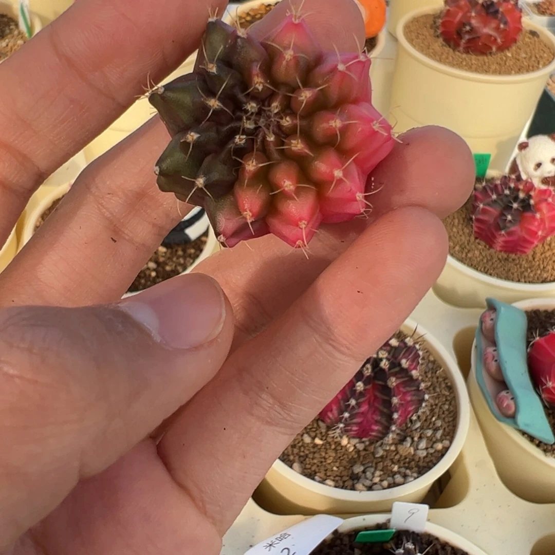 37 好看的米哈冲冲冲