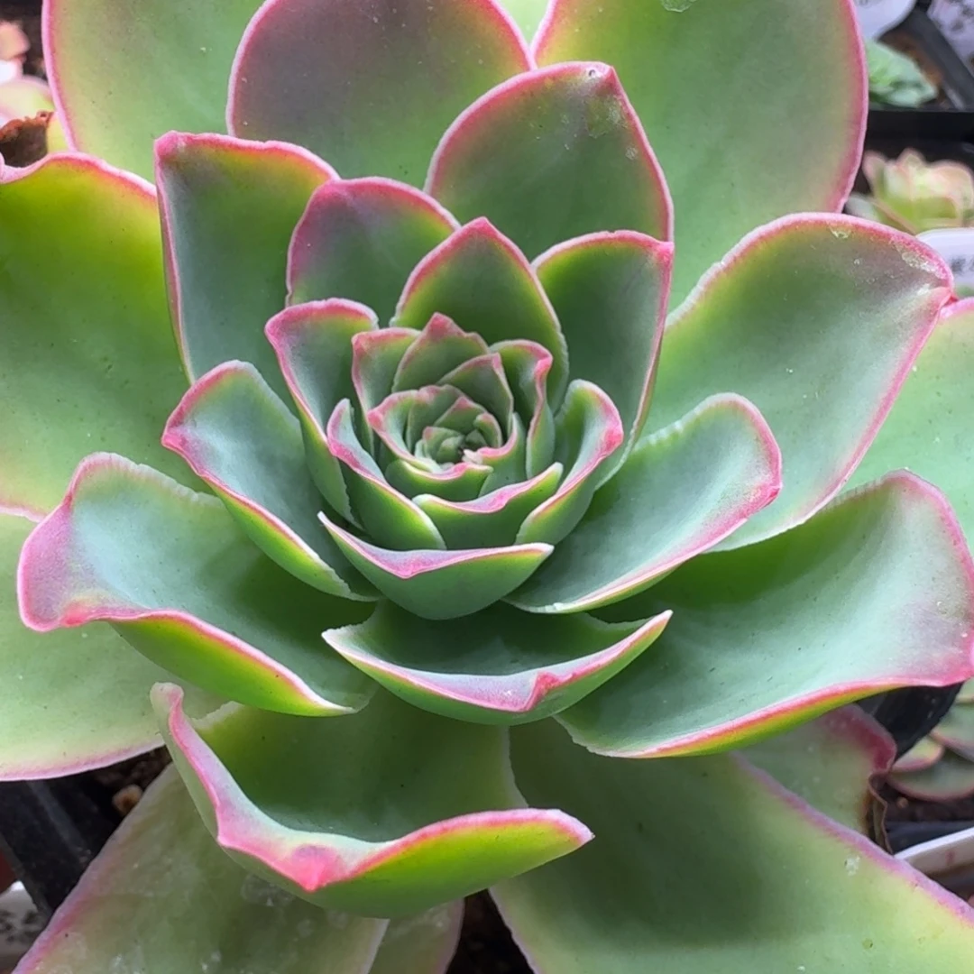 山地玫瑰-056不知名老桩-9.5厘米