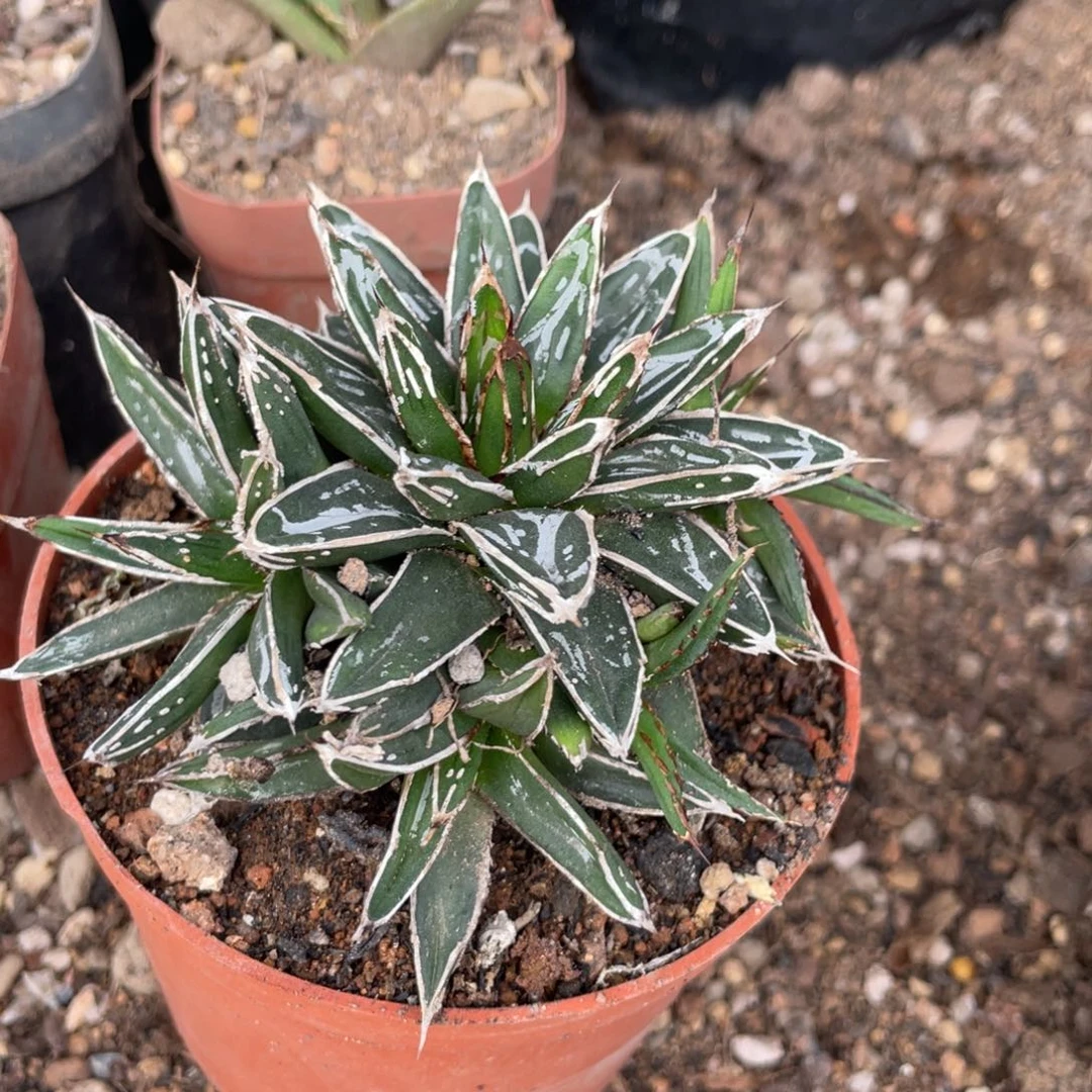 无花朵姬浓白龙舌兰