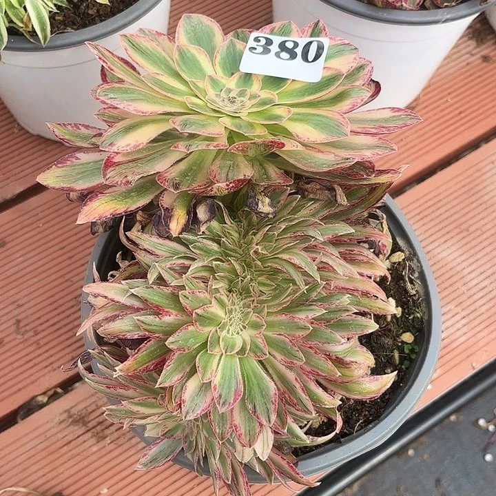 V锦锦多肉植物380