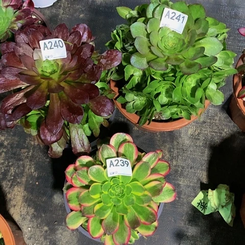 万圣节241赤燕连240万奶白239发货