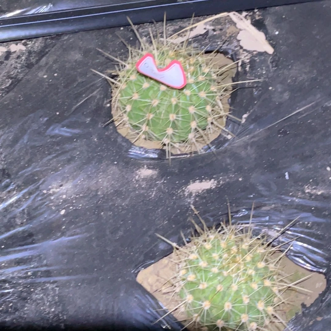 虫***妈妃子笑 脱土脱盆摘花满20包邮2颗