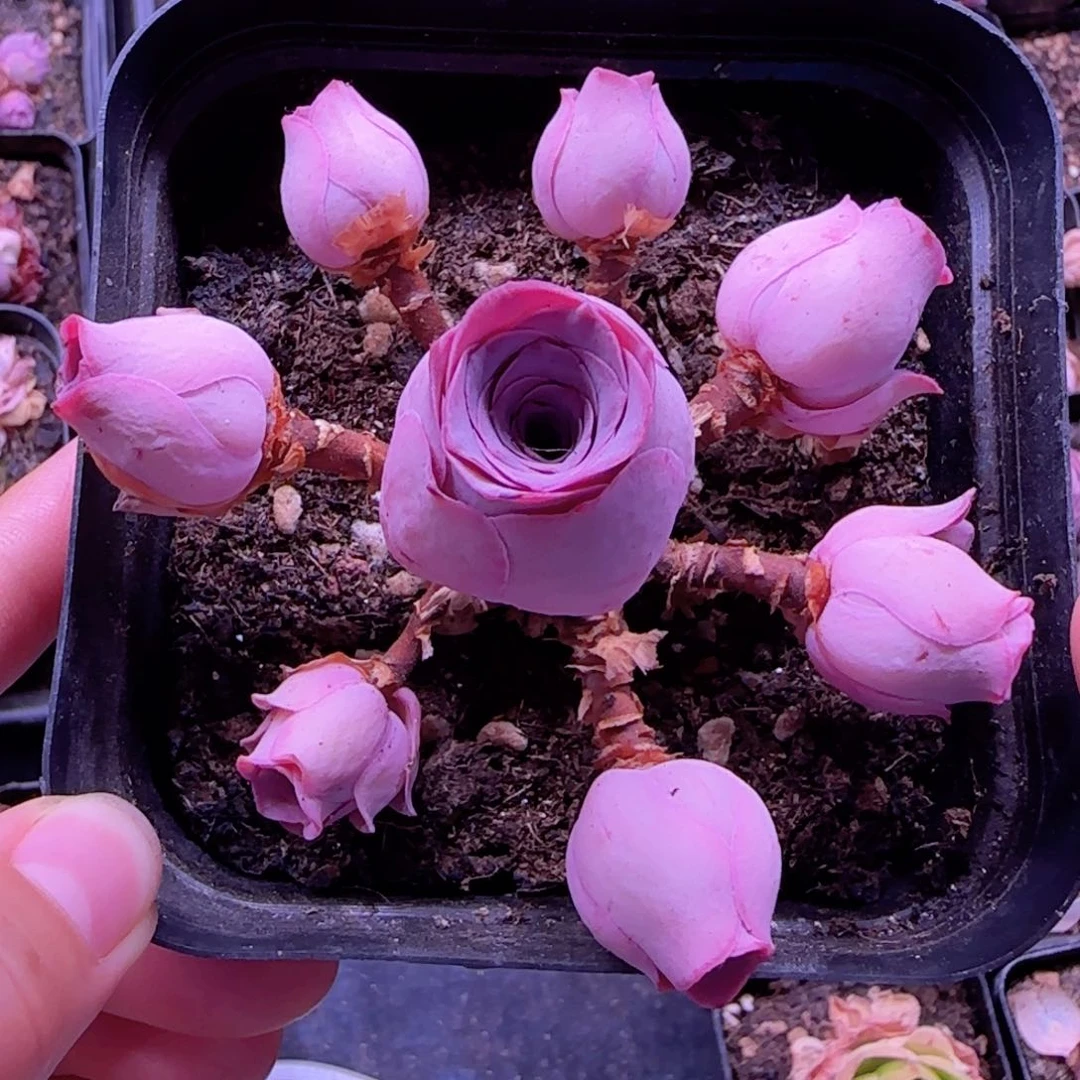 半城玫瑰开播福利616