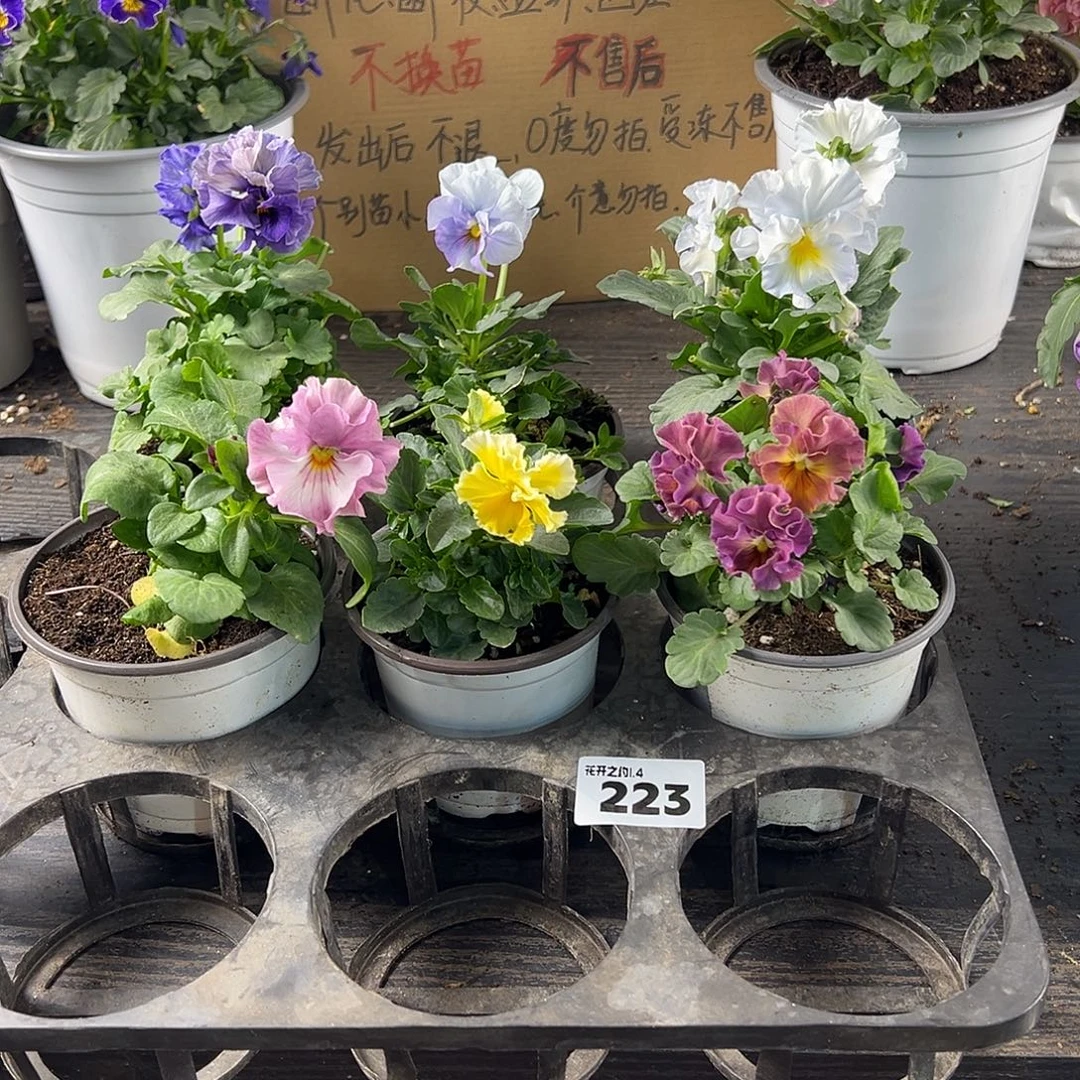 大部分花苞少量开放223号