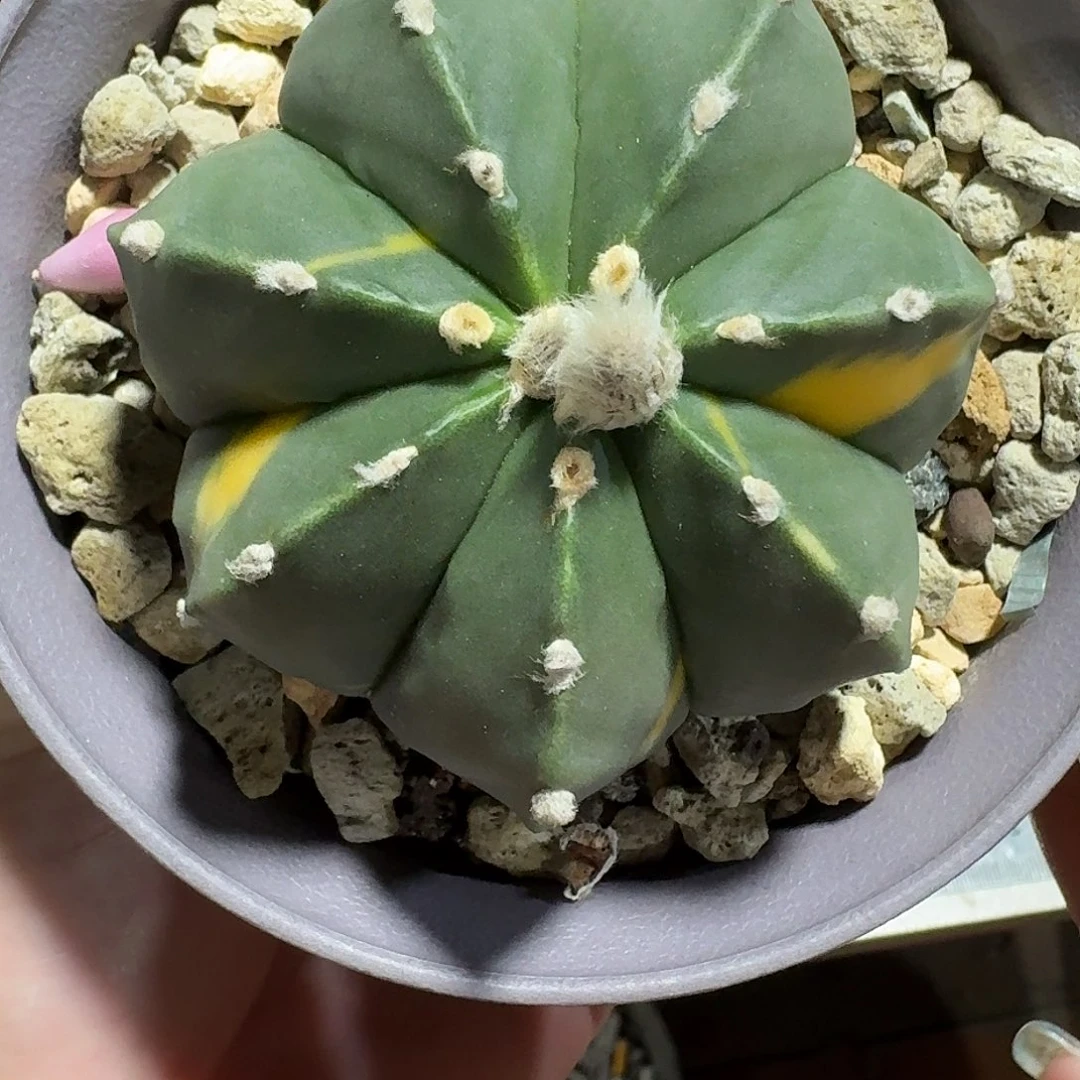 开***好鸾凤兜锦仙人球11