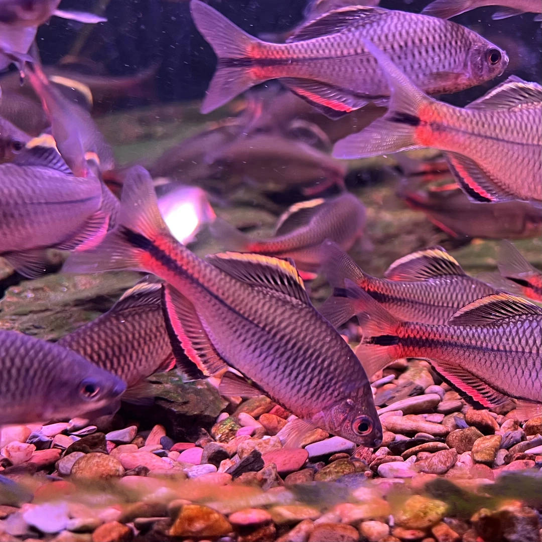 广齐鱊鳑鲏广东汕尾齐氏鱊原生观赏鱼溪流缸冷水小型鱼淡水鱼活体