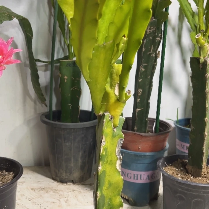 当前无花栽培后可以开花555