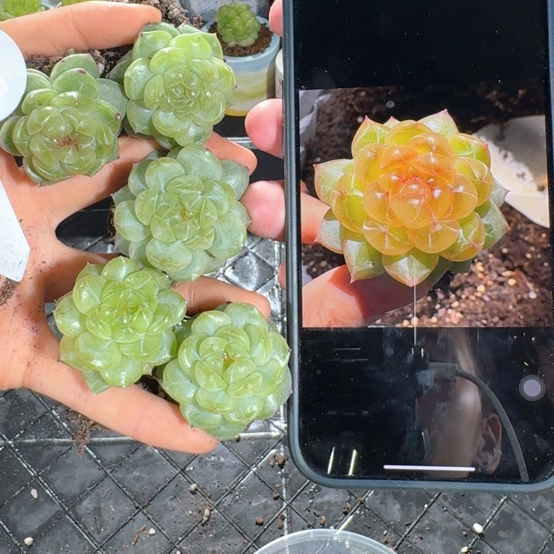 0623-43-海洋之星A单头一颗量拍