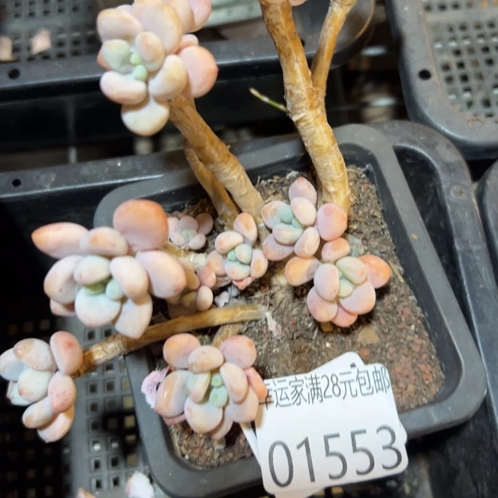 幸运的是你还没遇到