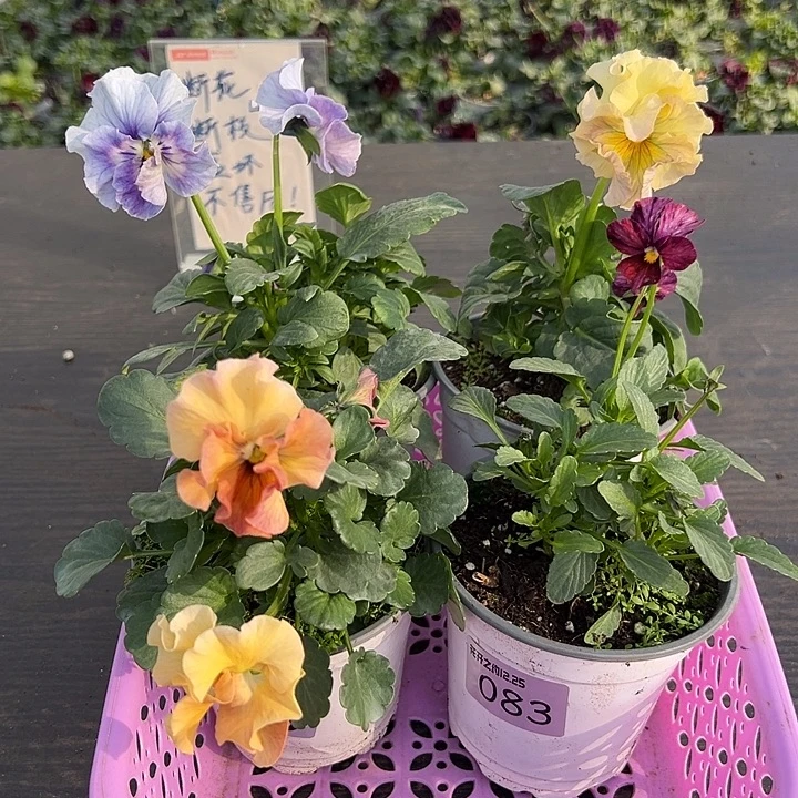 少量花朵（建议范围：2朵-5朵 或40%以下）076号