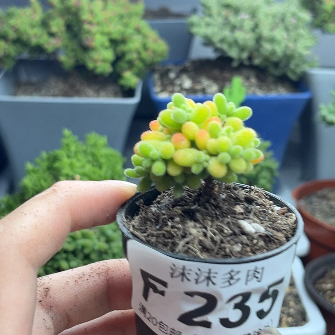 蜜桔 235。