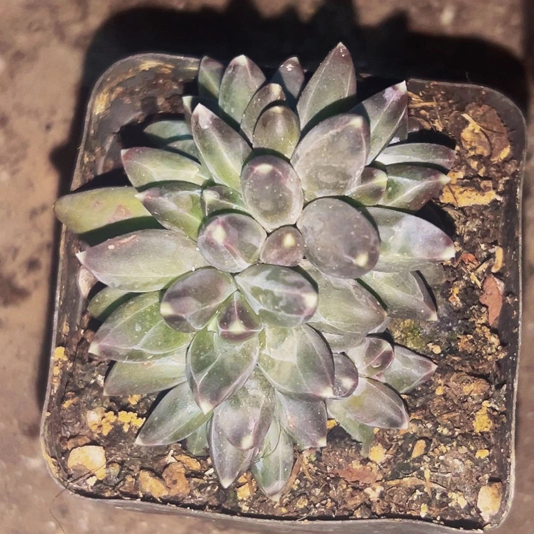 桔云多肉美人精品系列