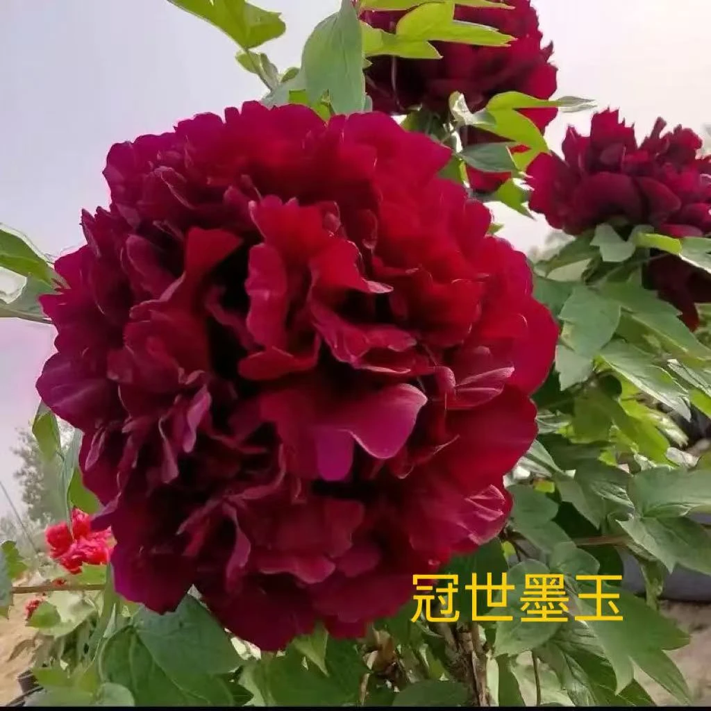 《黑色系黑豹黑夫人》国花正品牡丹-菏泽牡丹花发货栽种带带根发