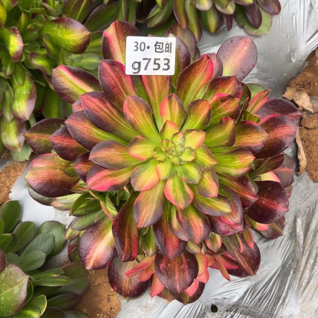 歌*753七彩邵修多肉法师