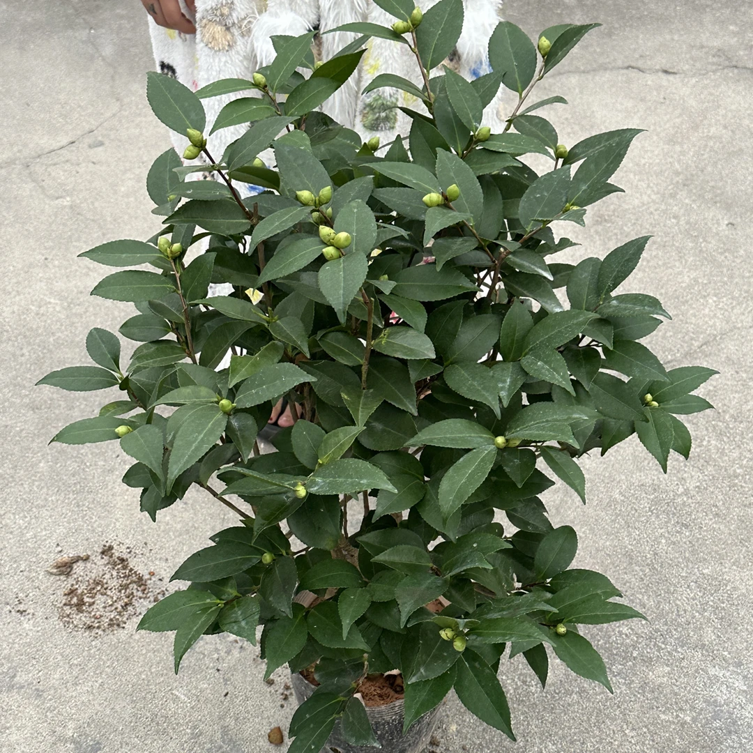 顺丰包邮1物1拍山茶花