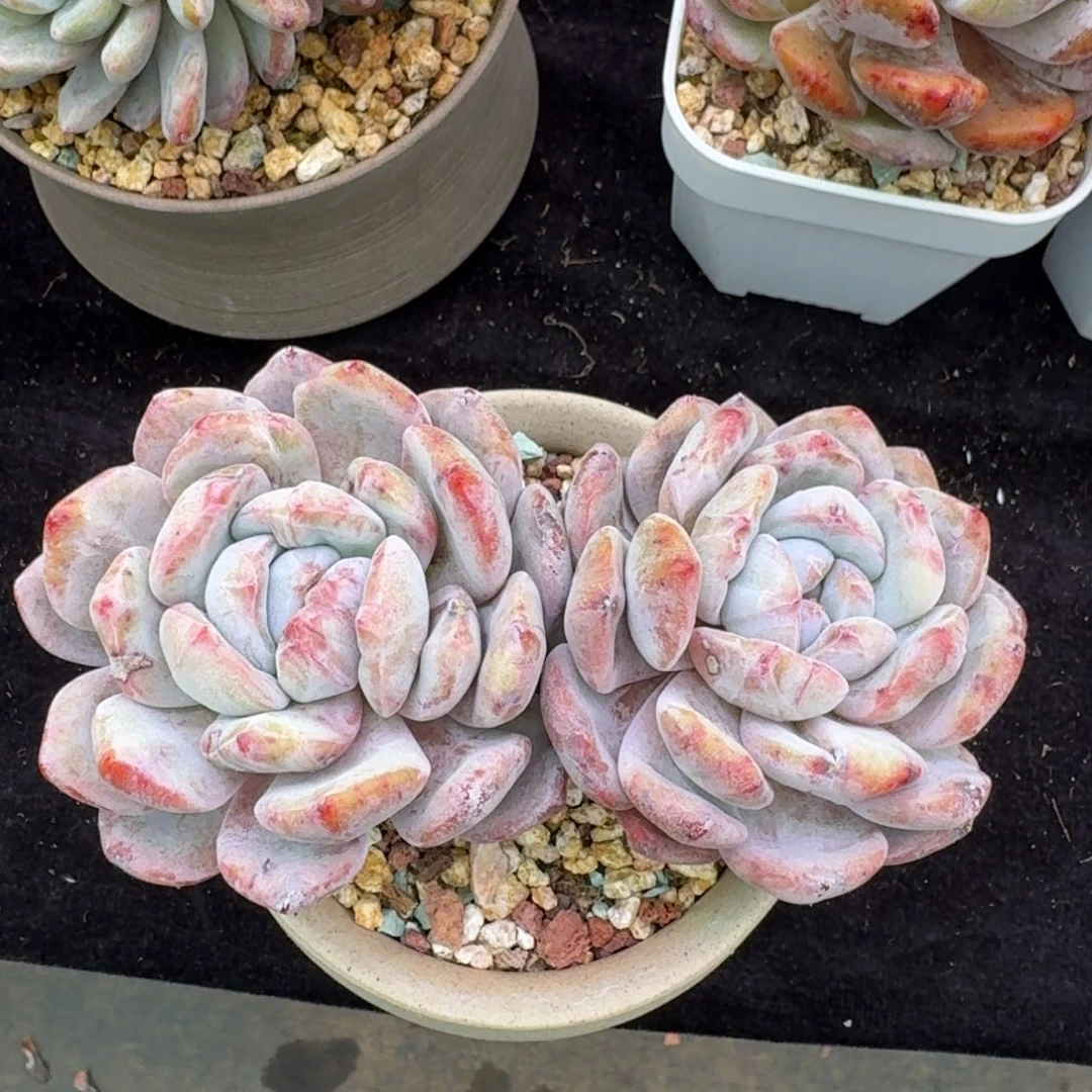 l***a精控双头石化，专拍链接.