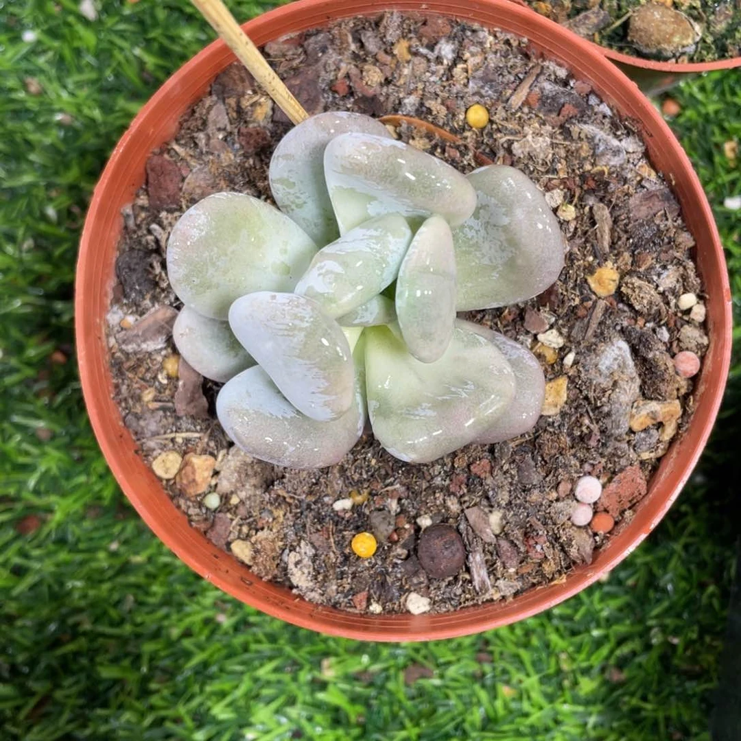 兜****এ贝壳奶酪锦多肉植物