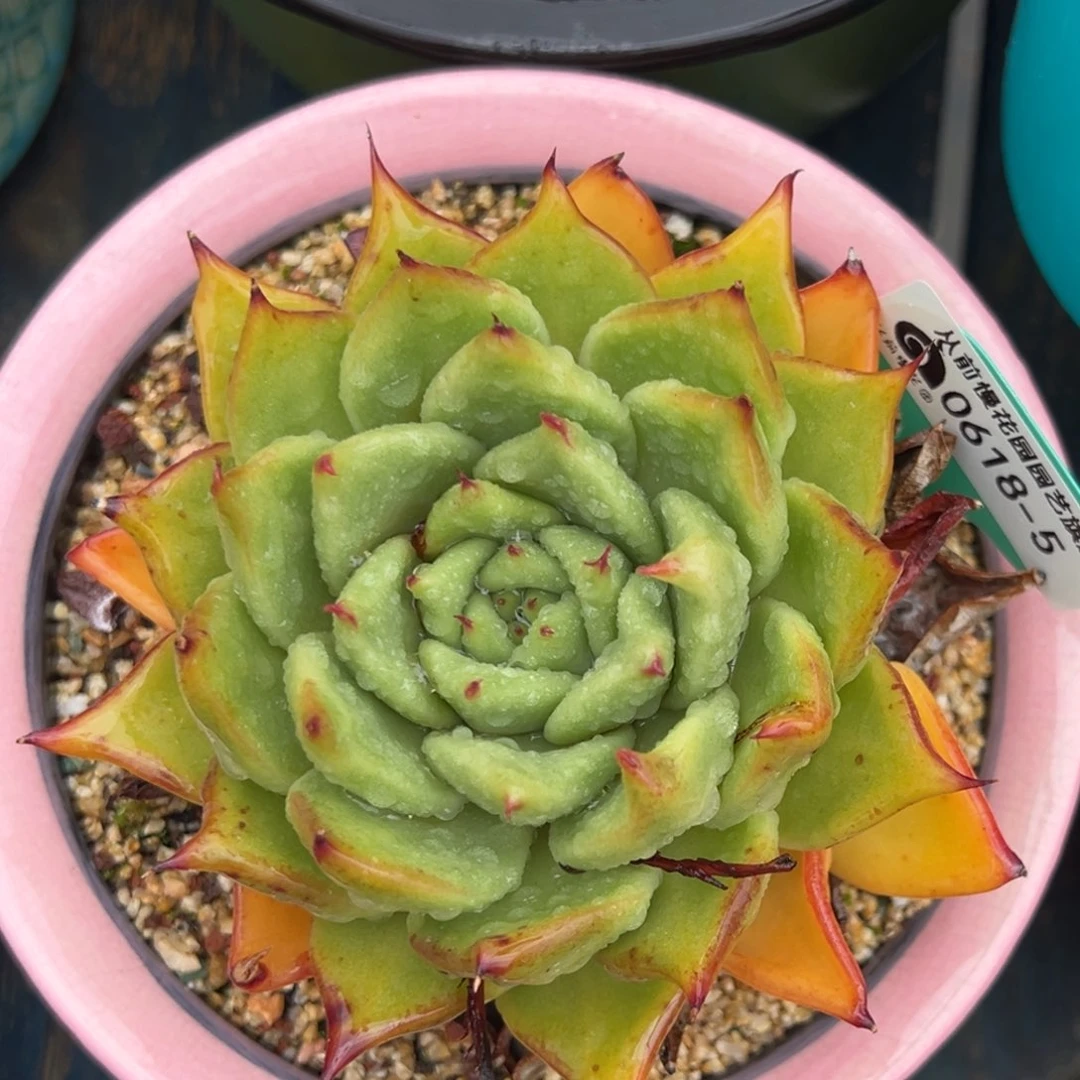 从前慢多肉精选编号0618.5