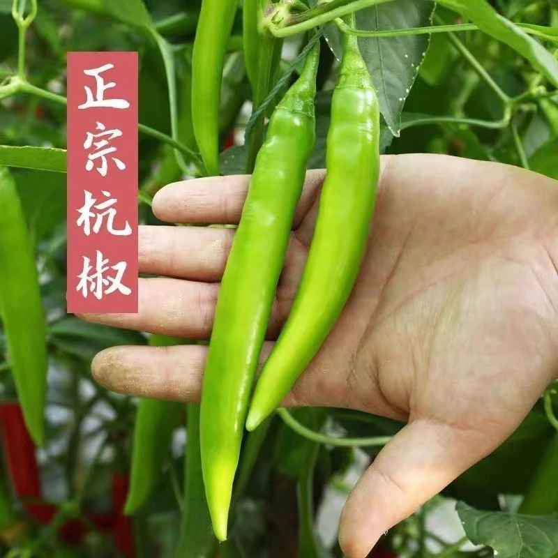 露天新鲜采摘土辣椒香辣无渣杭椒小时候的味道