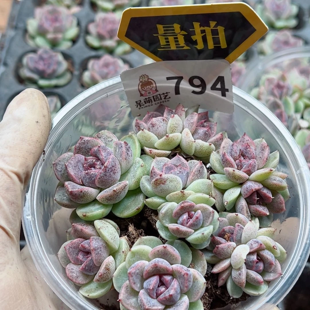 多肉植物多肉植物