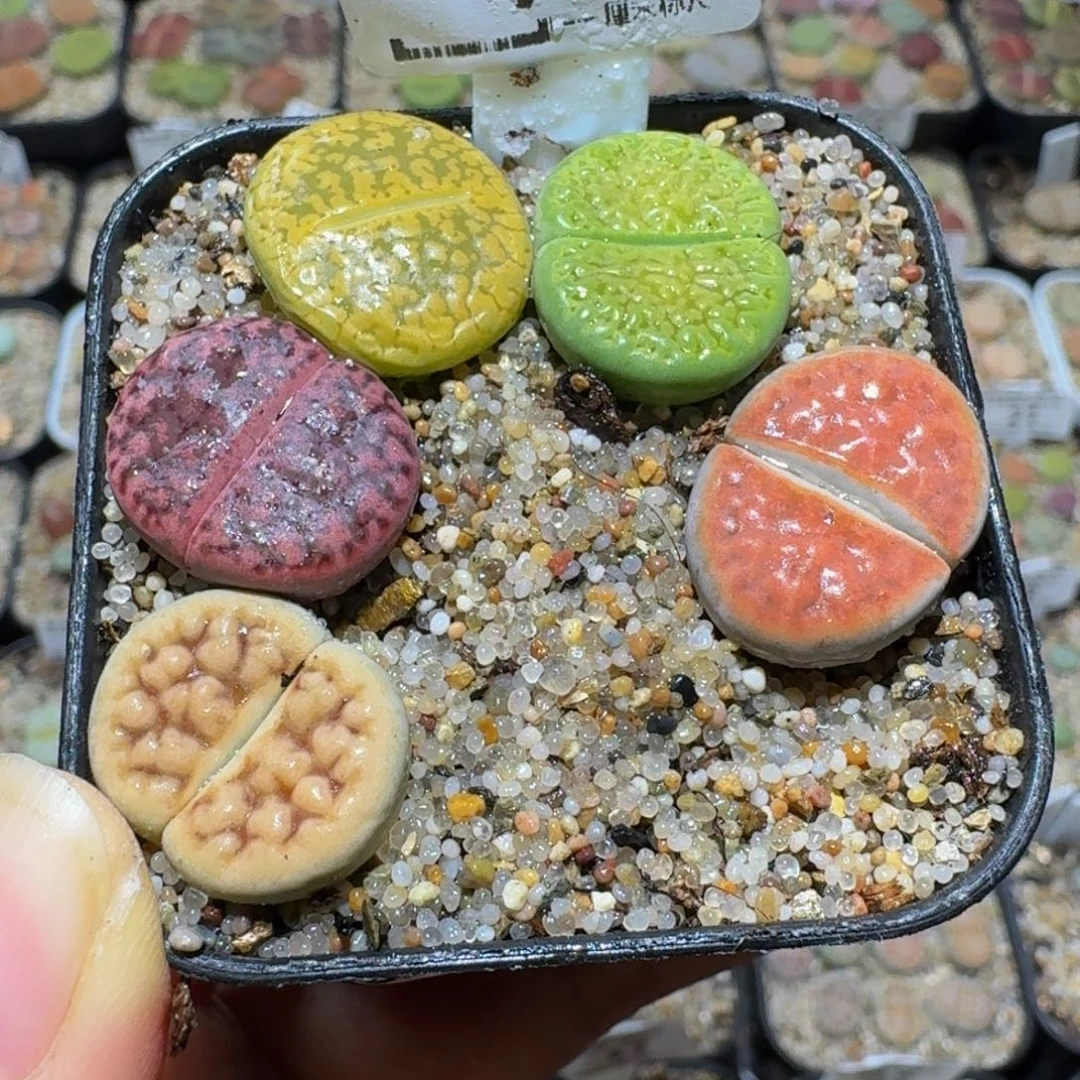 Sssss精品生石花99