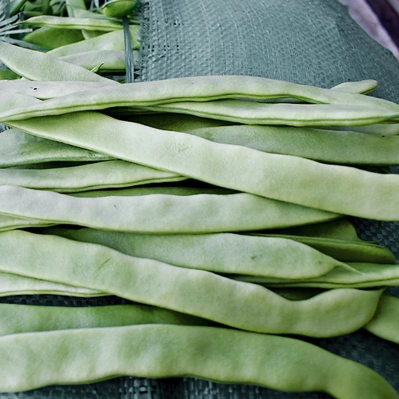 云南现摘扁豆四季豆刀豆无筋豆芸豆荷兰豆当季现摘新鲜蔬菜3/5/10