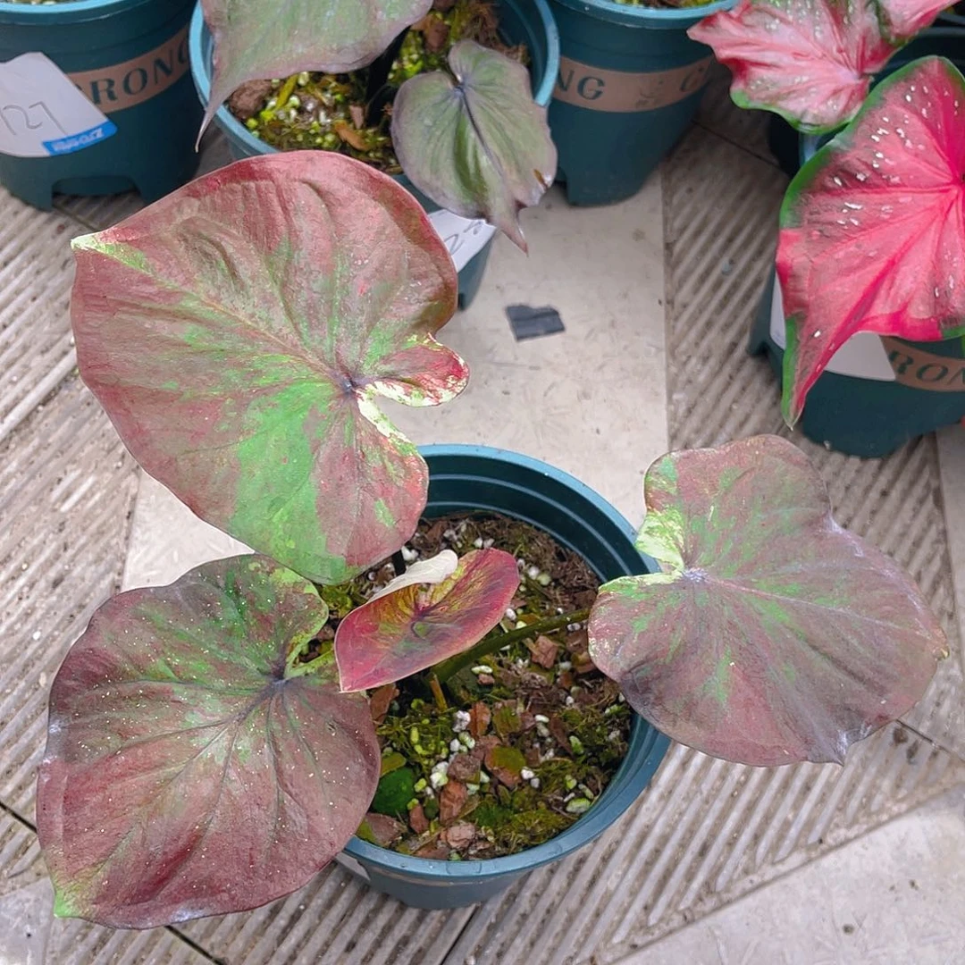 完全开放泰彩一物一拍1930