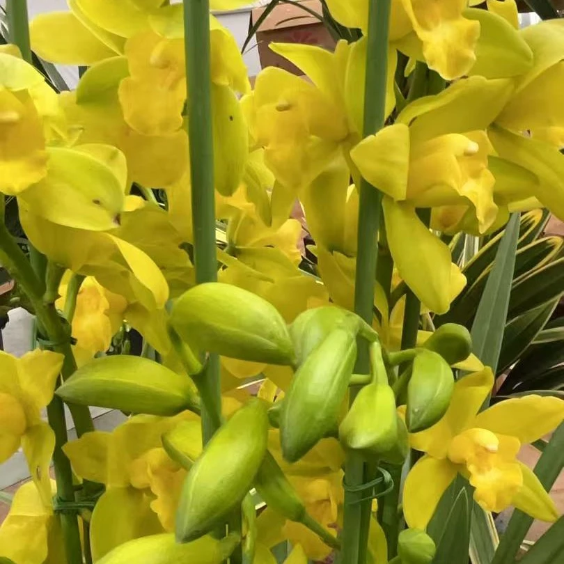 大花蕙兰【502】带花苞绿植盆栽原盆原土发货,(不支持已发货仅退款)