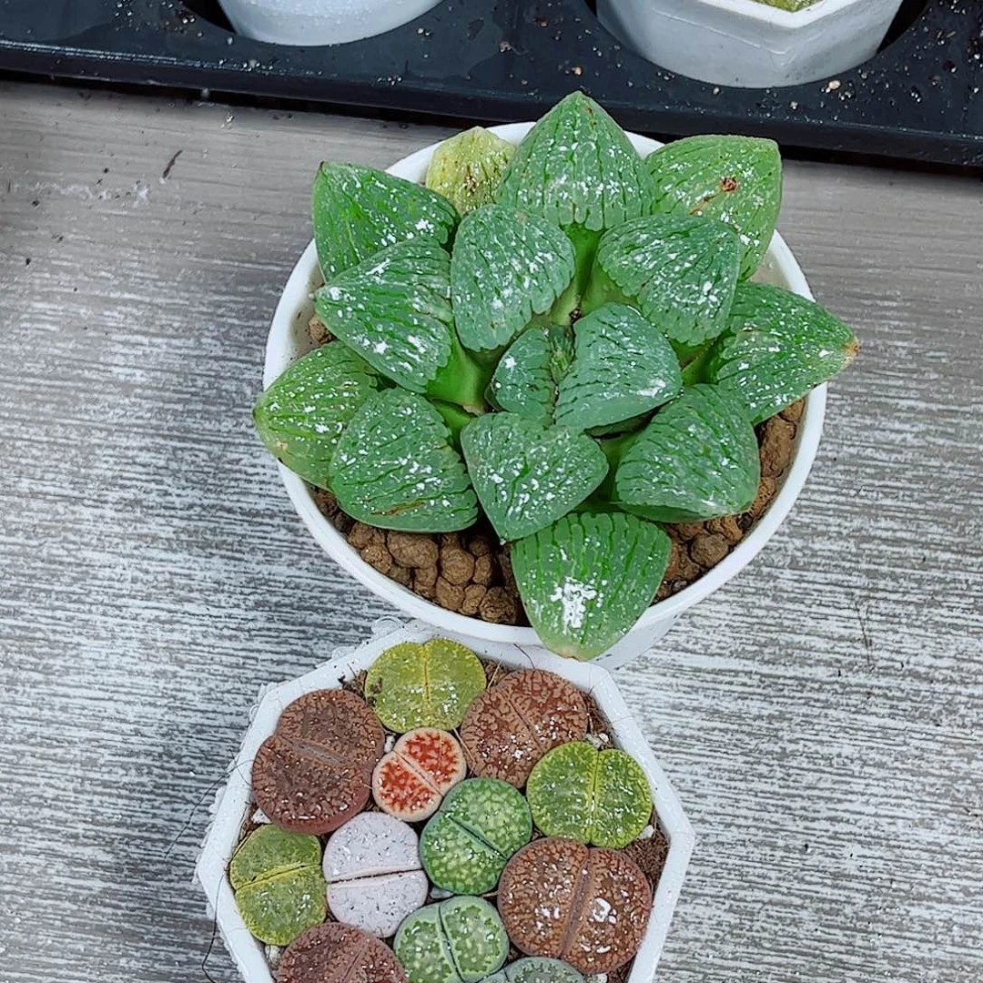 生石花玉露多肉植物