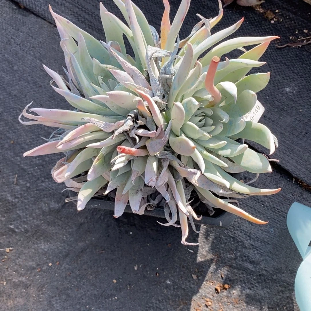 149号雪山群小可爱