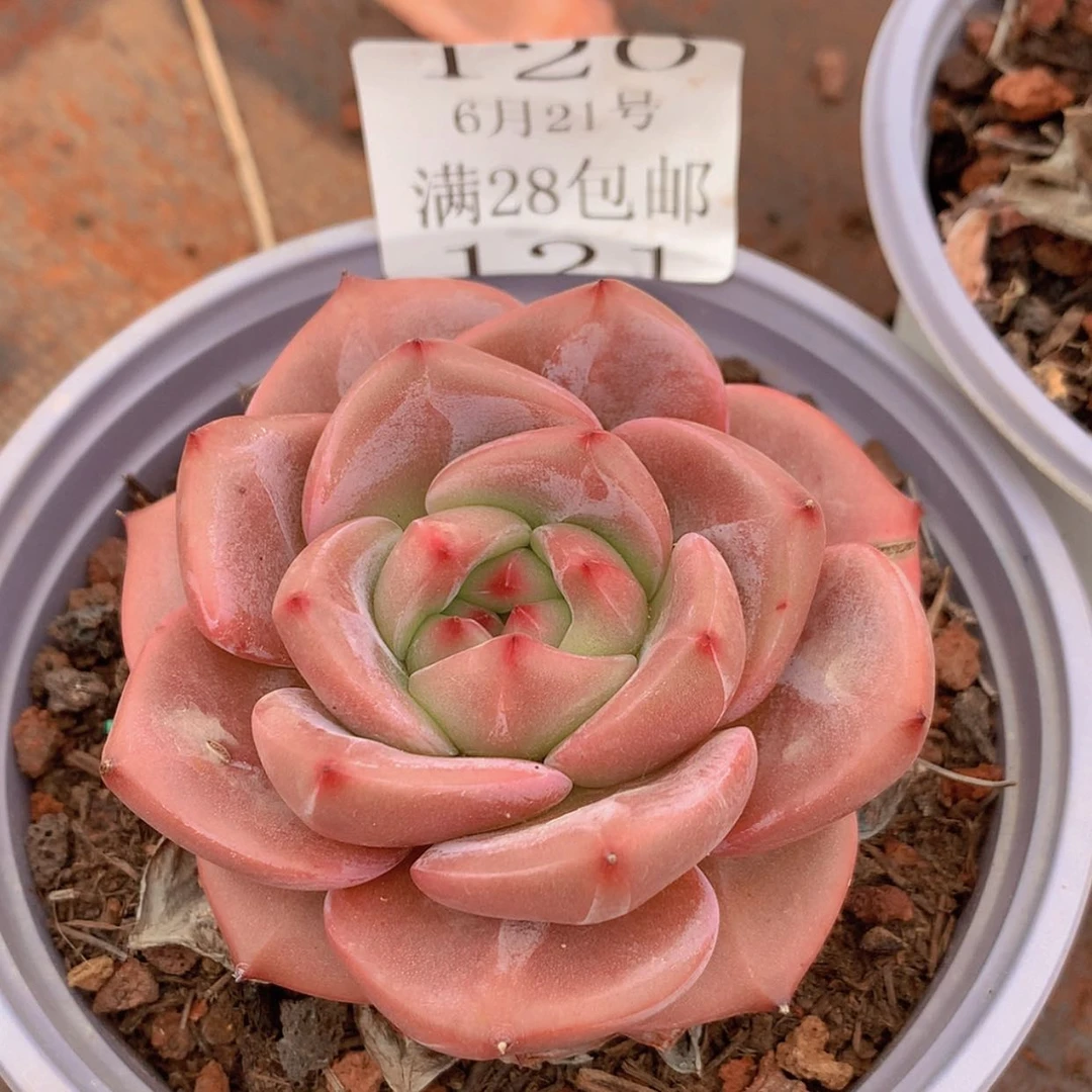 【闪购商品】云120号八厘米山茶花