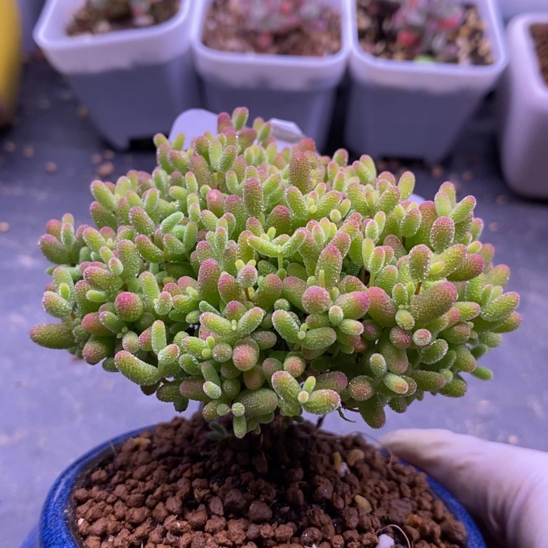 白****白74蜜橘糖球（带盆）。