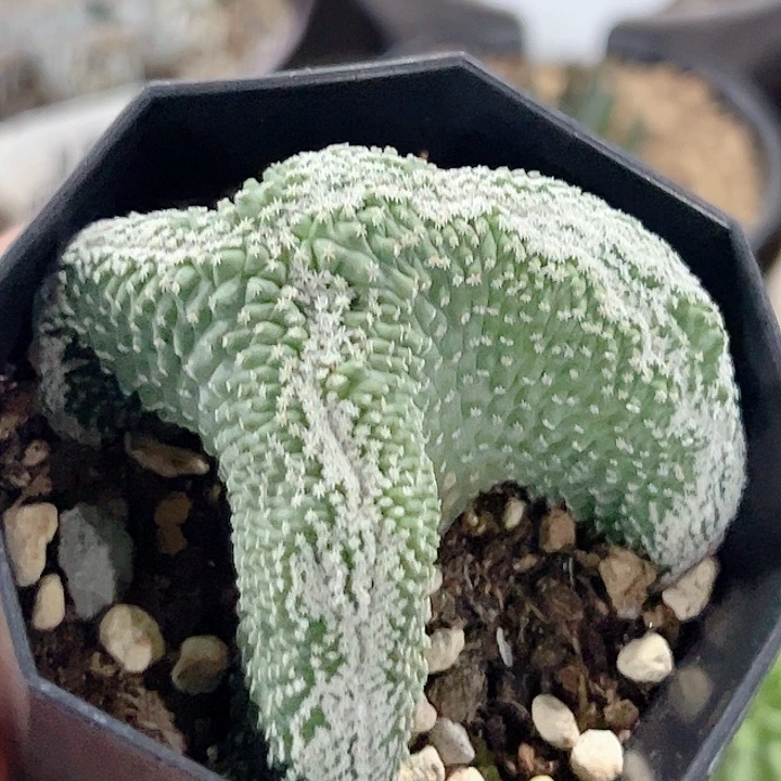 菊水缀化实生仙人球