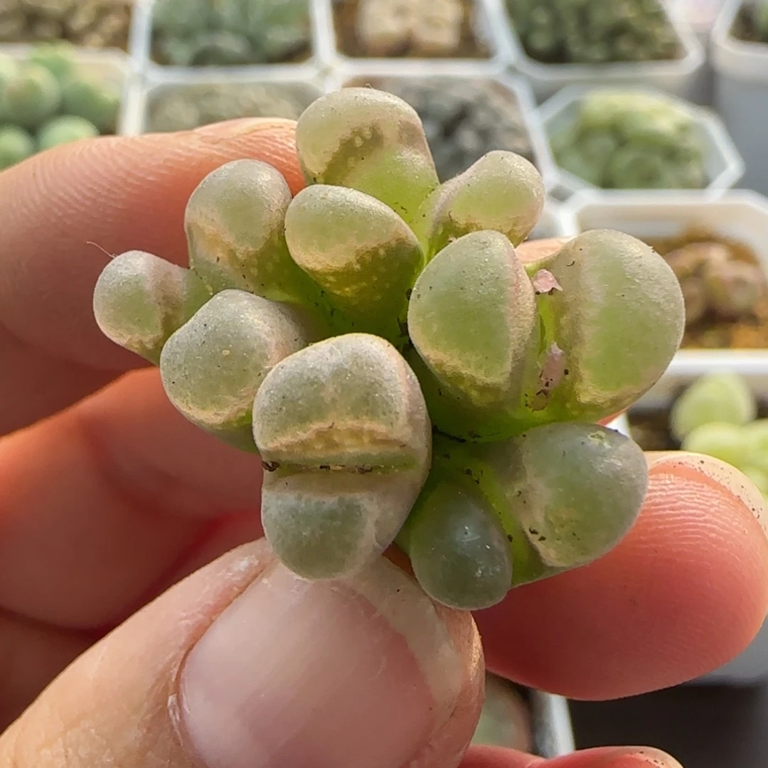 7396 大白多肉植物园