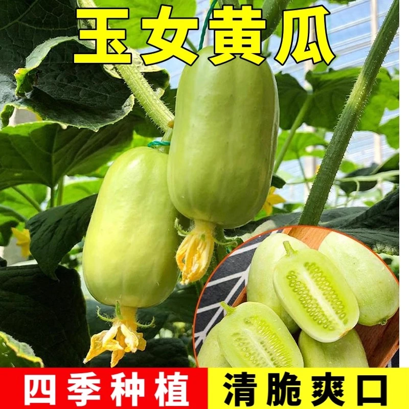 玉女水果黄瓜种子迷你小黄瓜籽生吃脆甜无渣春秋种植阳台盆栽种子