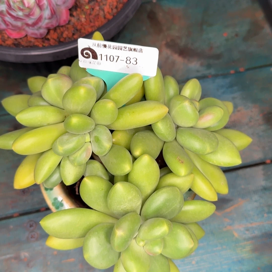 从前慢花园东云1107-83