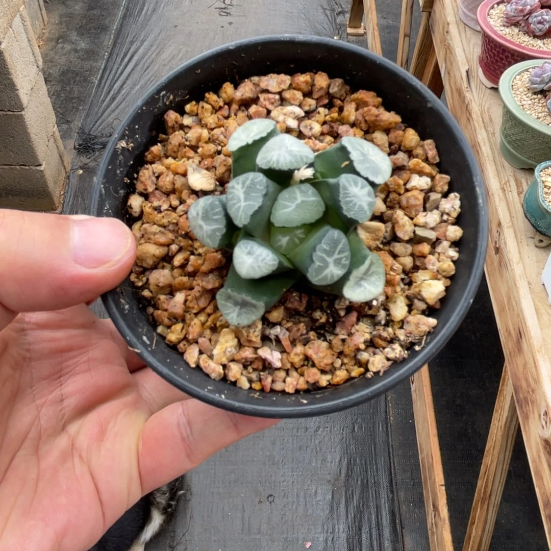 一物一拍不支持退换