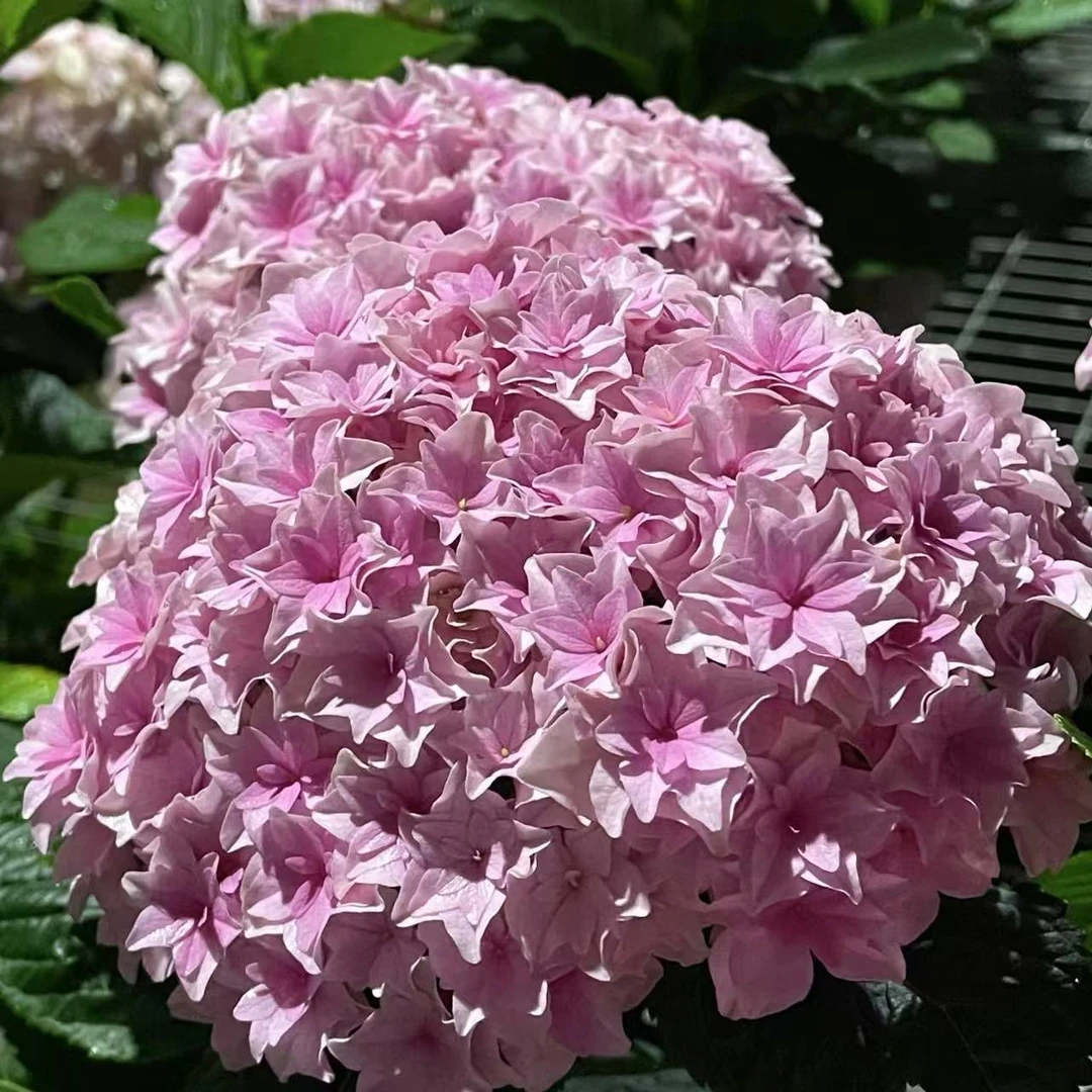 【胖胖】绣球花（莎轮列车）盆栽室内庭院植物养护生花苞发货