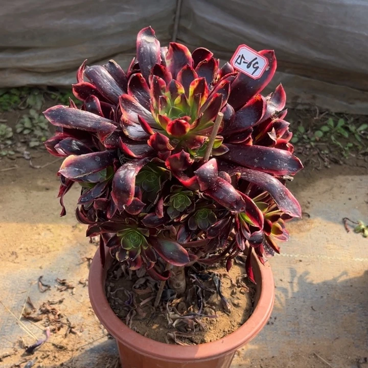 15-69欧嘉莉瑕疵多肉植物