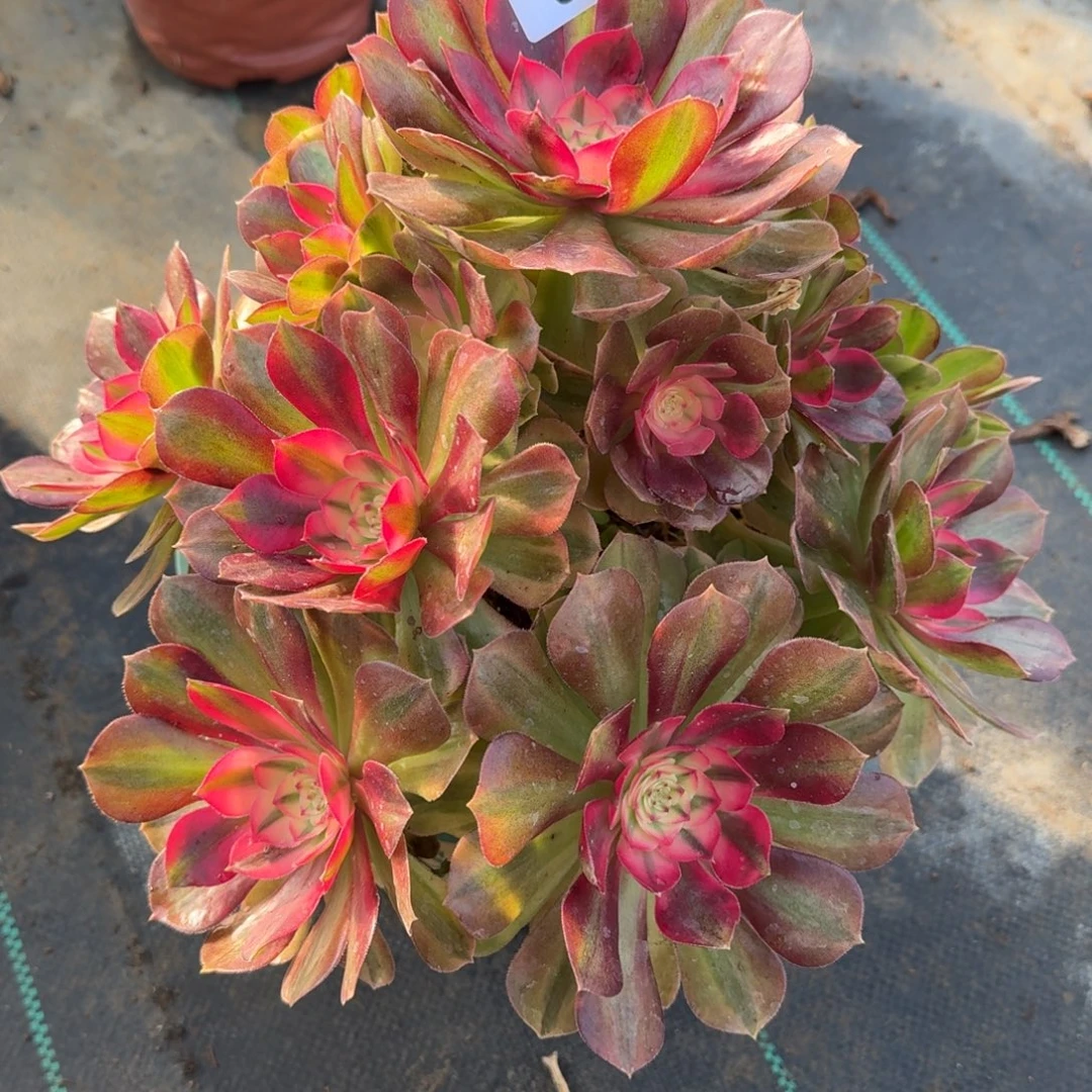 398大荔枝多肉植物