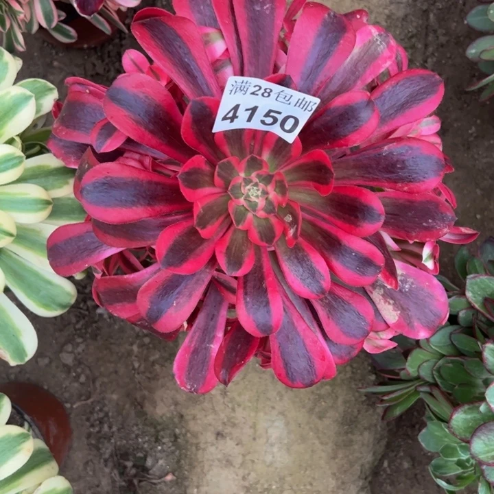 4150美杜莎多肉植物