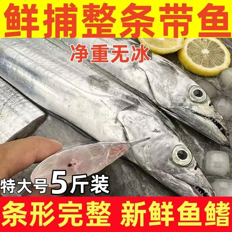 大大号带鱼 7-9两一条 5斤约6-9条左右