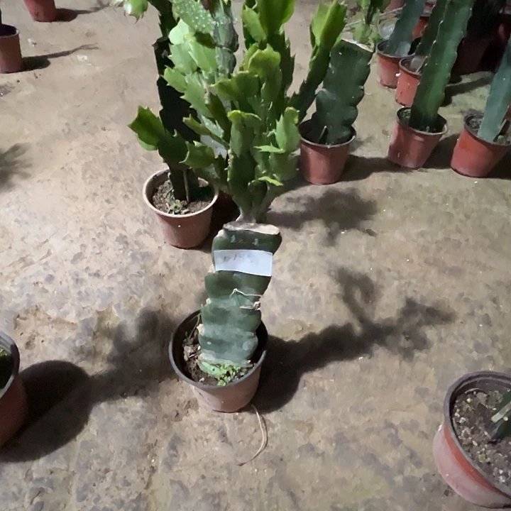 完全开放D185红羽毛