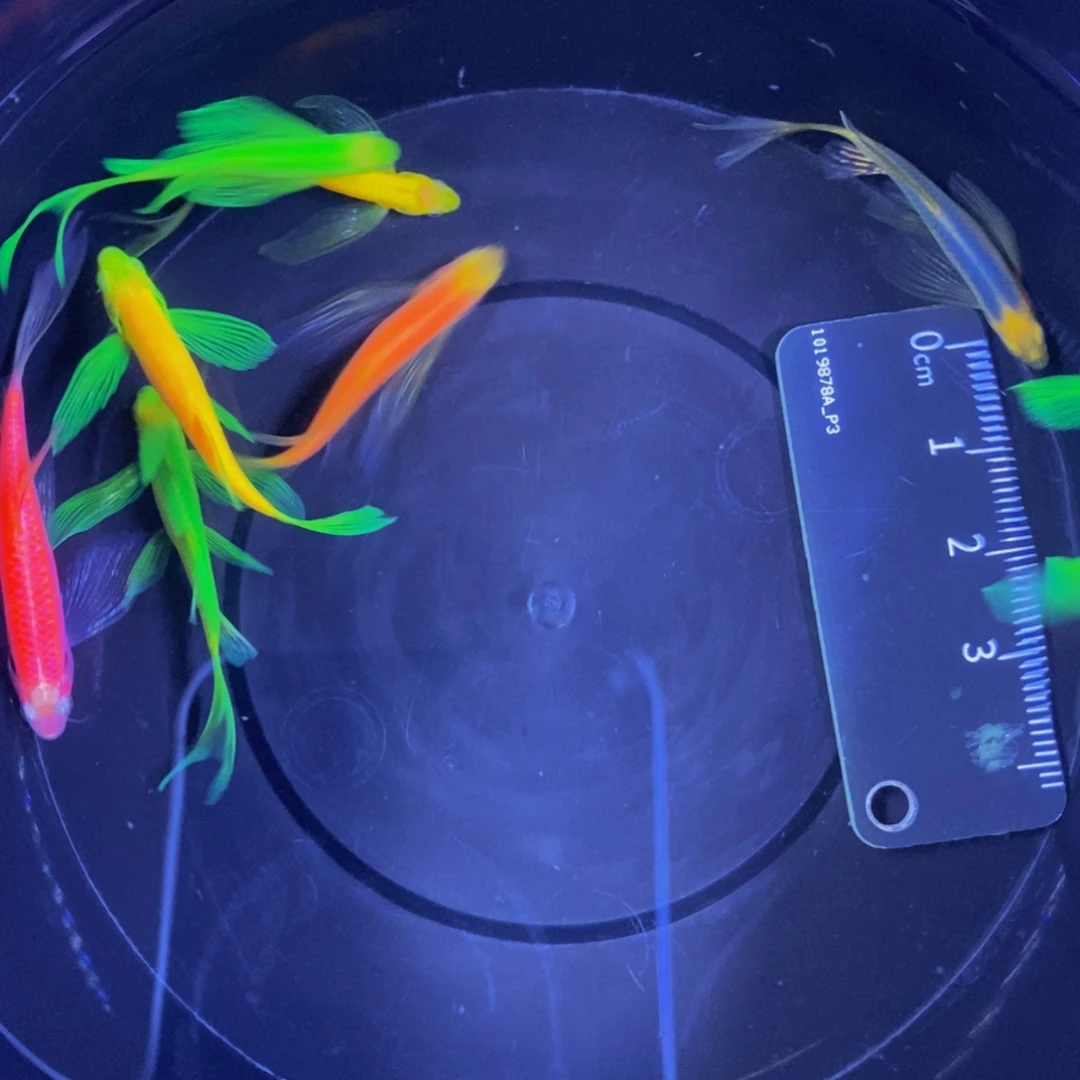 斑马鱼蝶翼斑马3.5厘米8条