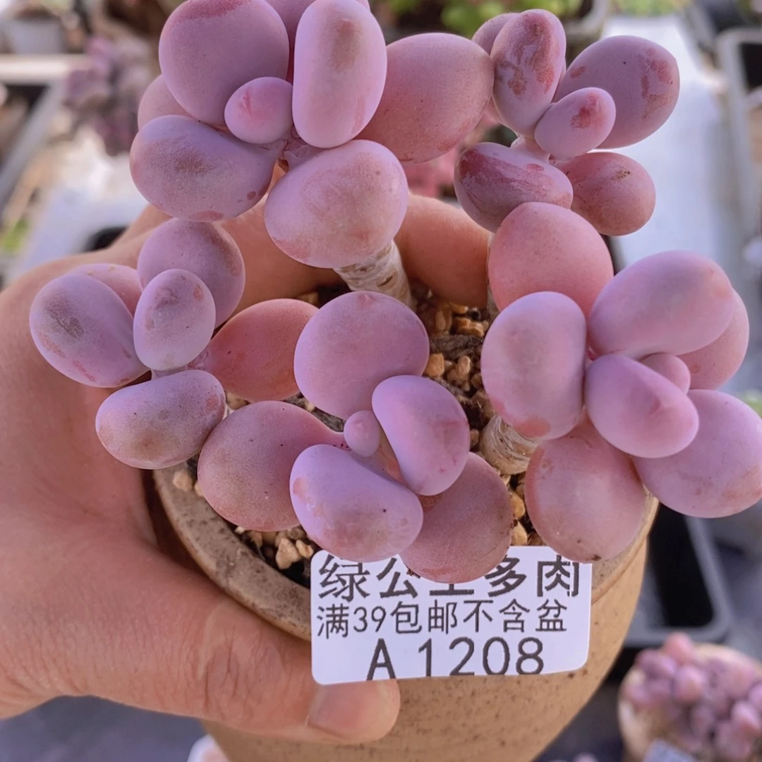 糖果桃蛋老桩9cm1208多肉植物