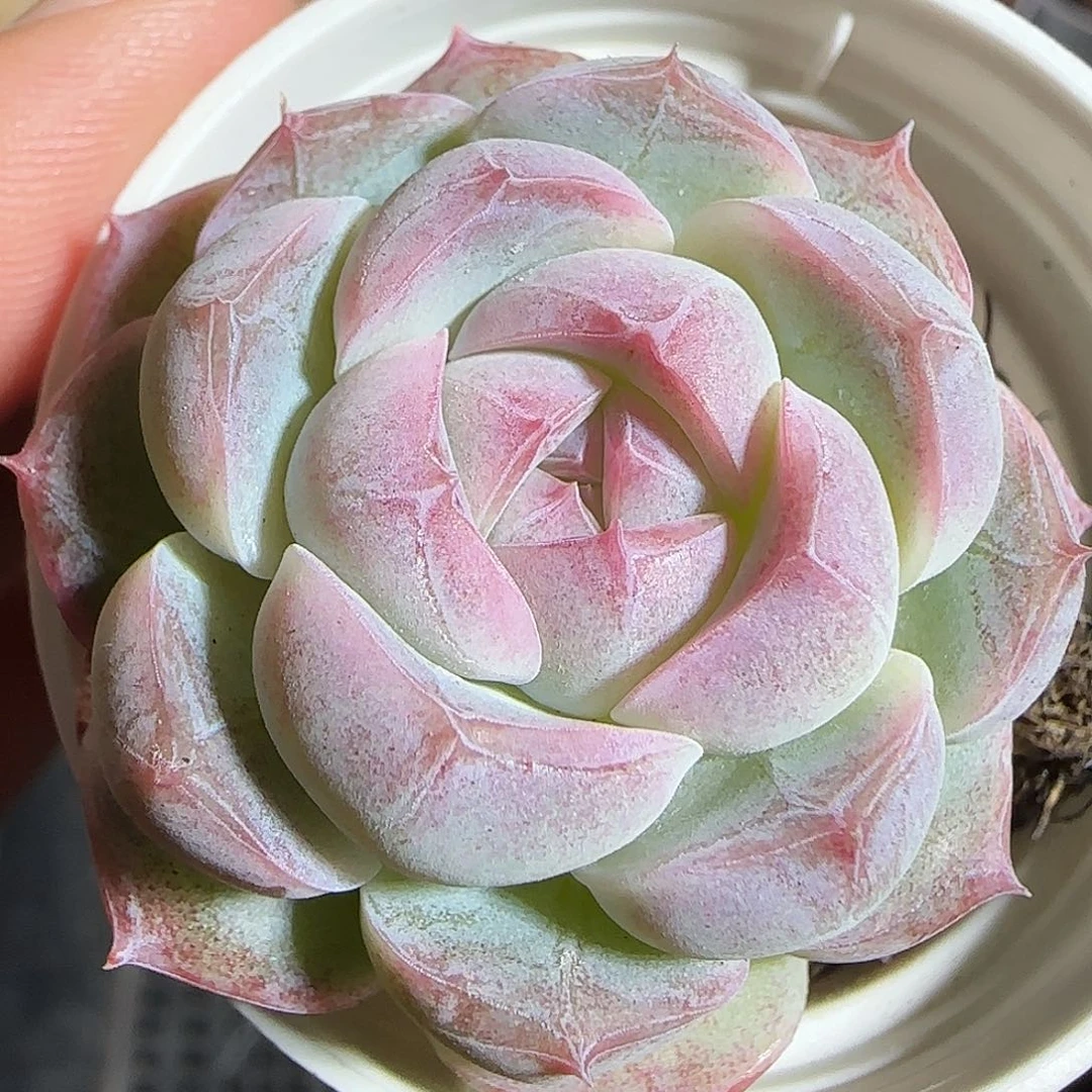 多肉1220-08福利福利