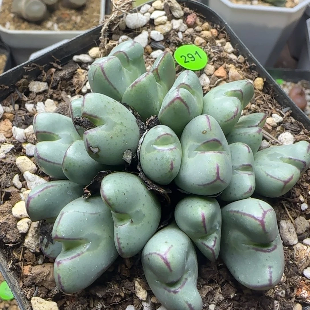 少将杂交多肉植物291