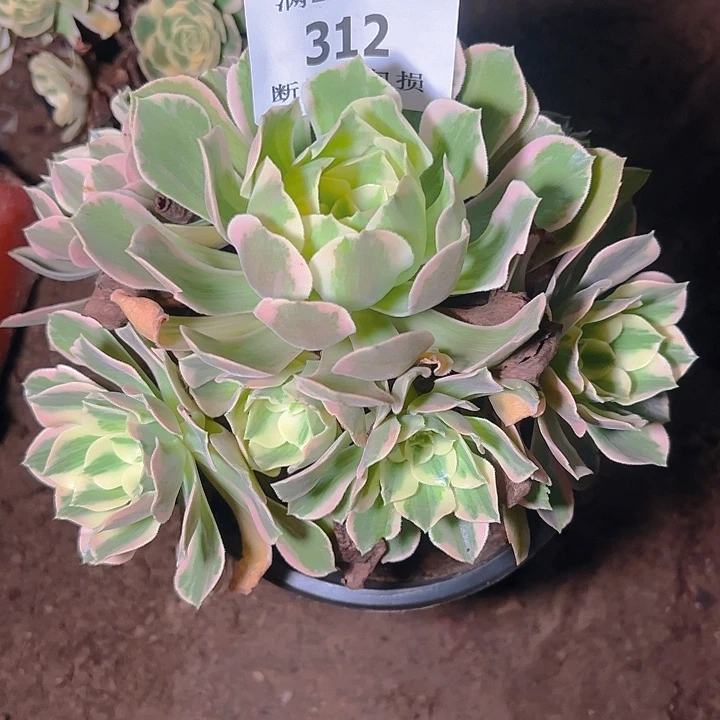 312妖月多肉植物保护