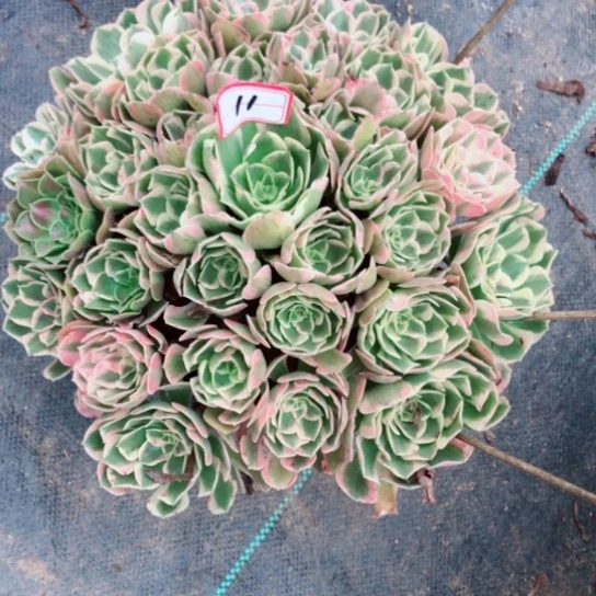 钻***石无花朵初恋法师多肉植物11号